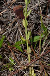 Shortleaf rose gentian